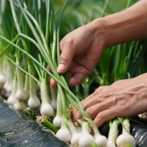 Kosof Trust Green Onion: A Blend of Technology and Organic Excellence