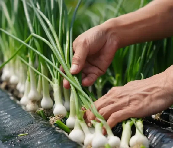 Harvesting-Hydroponic-Green-Onions_1024x1024