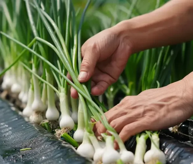 Harvesting-Hydroponic-Green-Onions_1024x1024