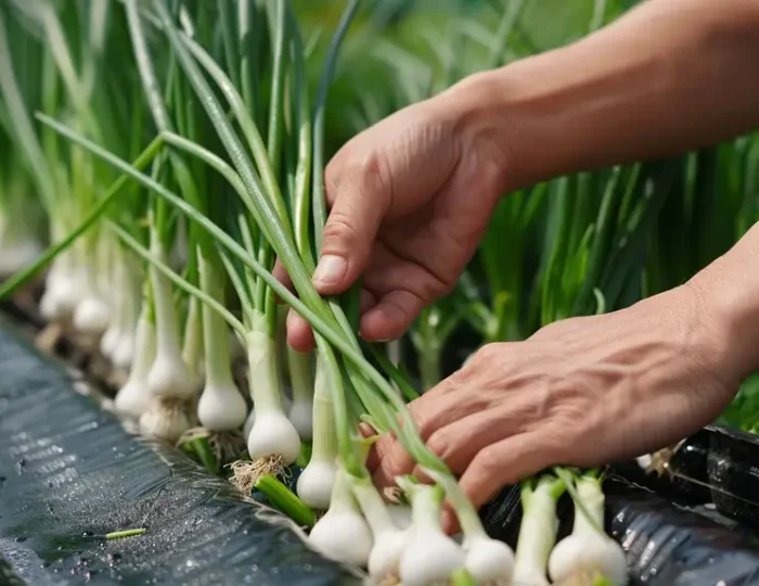 Harvesting-Hydroponic-Green-Onions_1024x1024