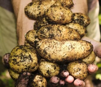 Fresh Organic Potatoes – High-Quality, Farm Fresh & Nutrient-Rich