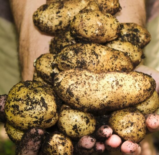 Fresh Organic Potatoes – High-Quality, Farm Fresh & Nutrient-Rich