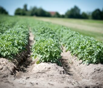 Fresh Organic Potatoes – High-Quality, Farm Fresh & Nutrient-Rich