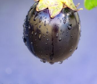 Premium Organic Brinjal (Eggplant) – Fresh, Pesticide-Free, Nutrient-Rich