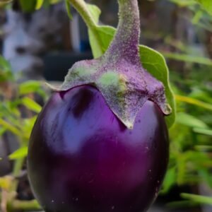 Premium Organic Brinjal (Eggplant) – Fresh, Pesticide-Free, Nutrient-Rich