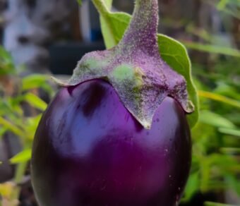 Premium Organic Brinjal (Eggplant) – Fresh, Pesticide-Free, Nutrient-Rich