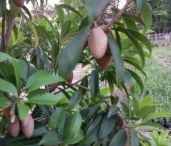 Kalapatti Chiku (Sapodilla) – Fresh, Premium Quality, Affordable Price