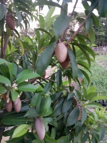 Kalapatti Chiku (Sapodilla) – Fresh, Premium Quality, Affordable Price