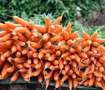 Premium Organic Carrot – Fresh, Pesticide-Free, Nutrient-Rich