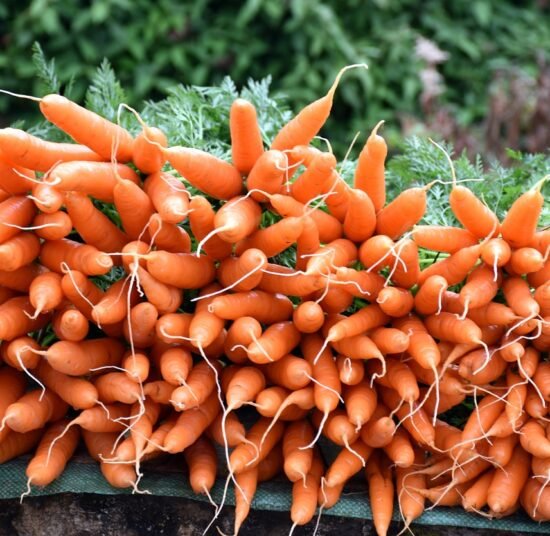 Premium Organic Carrot – Fresh, Pesticide-Free, Nutrient-Rich