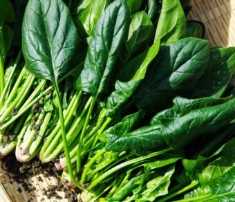 Organic Palak (Spinach) – Fresh, Pesticide-Free, Nutrient-Rich