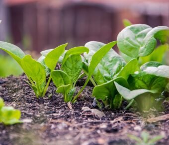 Organic Palak (Spinach) – Fresh, Pesticide-Free, Nutrient-Rich