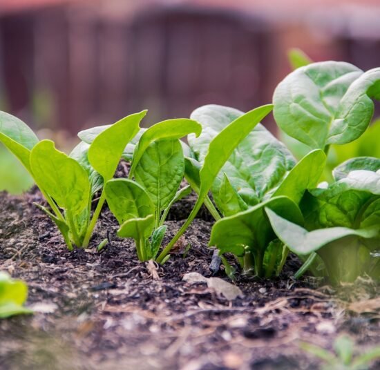 Organic Palak (Spinach) – Fresh, Pesticide-Free, Nutrient-Rich