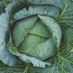 Fresh Organic Patta Gobhi (Cabbage) – Pesticide-Free, Nutrient-Rich & Farm Fresh