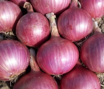 Premium Organic Onion – Fresh, Pesticide-Free, Nutrient-Rich