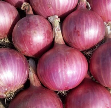 Premium Organic Onion – Fresh, Pesticide-Free, Nutrient-Rich