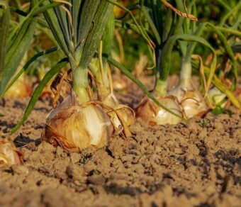 Premium Organic Onion – Fresh, Pesticide-Free, Nutrient-Rich