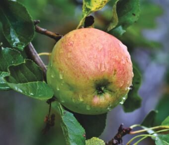 Premium Organic Apples – Fresh, Sweet, and Pesticide-Free Fruits