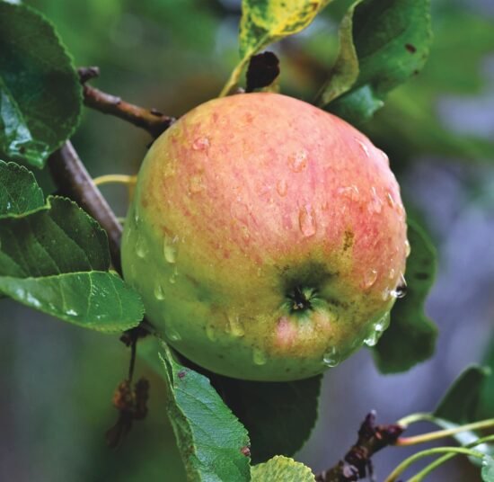 Premium Organic Apples – Fresh, Sweet, and Pesticide-Free Fruits