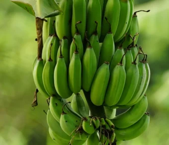 ✅ Fresh Organic Bananas – Premium Quality – Farm Fresh – 100% Natural – Bulk Order Available – 1 Ton Price ₹47,000