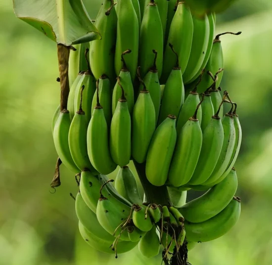 ✅ Fresh Organic Bananas – Premium Quality – Farm Fresh – 100% Natural – Bulk Order Available – 1 Ton Price ₹47,000