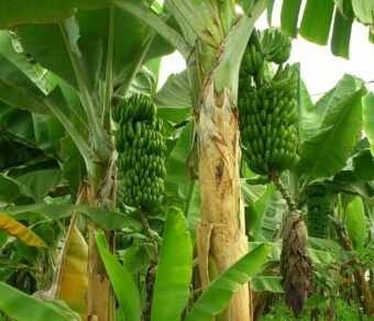 ✅ Fresh Organic Bananas – Premium Quality – Farm Fresh – 100% Natural – Bulk Order Available – 1 Ton Price ₹47,000