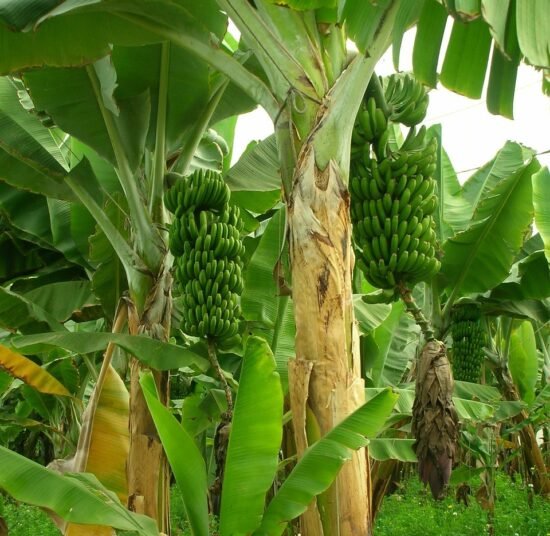 ✅ Fresh Organic Bananas – Premium Quality – Farm Fresh – 100% Natural – Bulk Order Available – 1 Ton Price ₹47,000