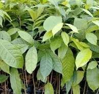 Mahogany Tree Plant – Premium Quality, Affordable Price for Landscaping & Bulk Orders