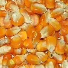 Premium Corn Seeds – High-Quality, Non-GMO & Naturally Grown 🌽