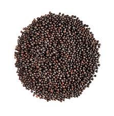 High-Quality Mustard Seeds – Fresh, Aromatic & Naturally Processed 🌿🟡