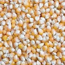 Premium Corn Seeds – High-Quality, Non-GMO & Naturally Grown 🌽