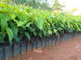 Mahogany Tree Plant – Premium Quality, Affordable Price for Landscaping & Bulk Orders