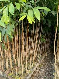 Mahogany Tree Plant – Premium Quality, Affordable Price for Landscaping & Bulk Orders