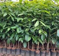 Mahogany Tree Plant – Premium Quality, Affordable Price for Landscaping & Bulk Orders