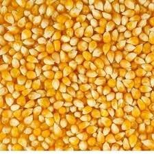 Premium Corn Seeds – High-Quality, Non-GMO & Naturally Grown 🌽