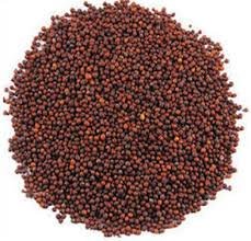 High-Quality Mustard Seeds – Fresh, Aromatic & Naturally Processed 🌿🟡