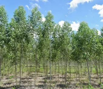 Eucalyptus Tree Plant – Premium Quality, Bulk Supply at Affordable Price