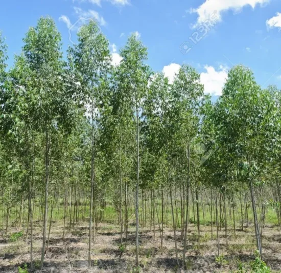 Eucalyptus Tree Plant – Premium Quality, Bulk Supply at Affordable Price