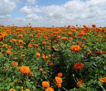 Premium Organic Marigold Genda Fool (Flowers) – Fresh, Vibrant & Pesticide-Free