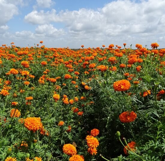 Premium Organic Marigold Genda Fool (Flowers) – Fresh, Vibrant & Pesticide-Free