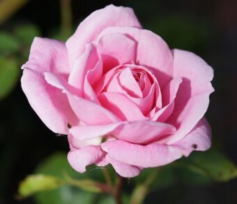 Fresh Organic Roses – Elegant, Fragrant & Pesticide-Free Flowers for Every Occasion