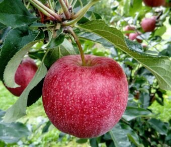 Premium Organic Apples – Fresh, Sweet, and Pesticide-Free Fruits