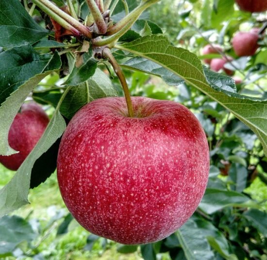 Premium Organic Apples – Fresh, Sweet, and Pesticide-Free Fruits