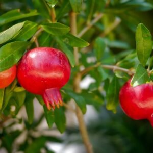 Premium Organic Pomegranates – Fresh, Juicy, and Pesticide-Free