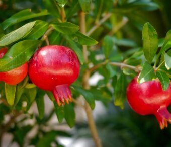 Premium Organic Pomegranates – Fresh, Juicy, and Pesticide-Free