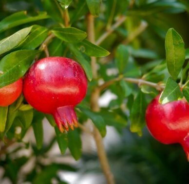 Premium Organic Pomegranates – Fresh, Juicy, and Pesticide-Free