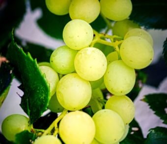 Organic Green Grapes – Premium Quality, Fresh, and Pesticide-Free