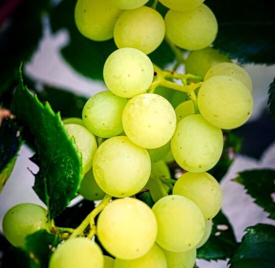 Organic Green Grapes – Premium Quality, Fresh, and Pesticide-Free