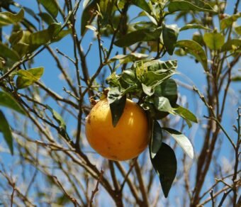 Fresh Organic Grapefruit – High-Quality Citrus Fruit | Sweet & Juicy | Direct Farm Supply | Bulk 1 Ton Price ₹60,000