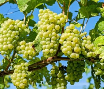 Organic Green Grapes – Premium Quality, Fresh, and Pesticide-Free